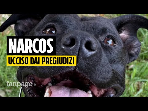 Narcos: ucciso da un poliziotto