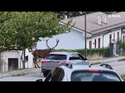 Abruzzo, cominciata la stagione degli amori dei cervi