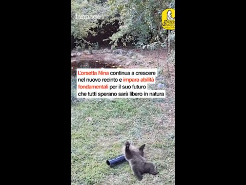 L’orsetta Nina continua a crescere: il video tenerissimo mentre gioca