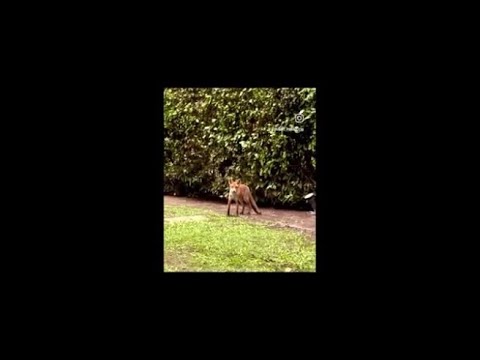 Pieraccioni e la volpe nel giardino