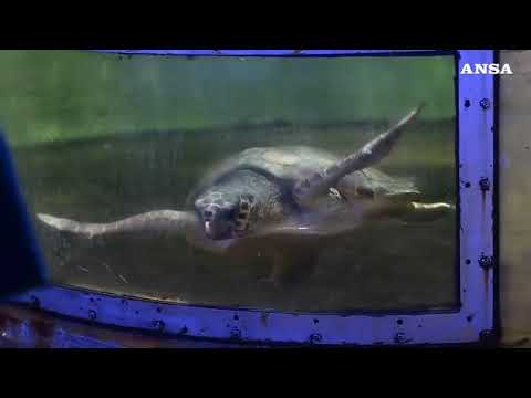 Genova, all’Acquario un rifugio per le tartarughe dei mari liguri