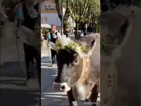 Trentino: Val Rendena, il video della tradizionale sfilata delle mucche: eletta la reginetta #shorts