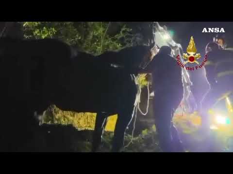 Due cavalli bloccati in un burrone nell’Ascolano, salvati