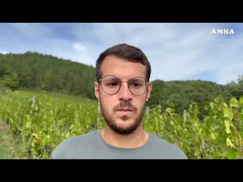 +++ DOPPIONE +++ Viticoltura eroica, vigneti a 800 metri di quota sull’Appennino umbro