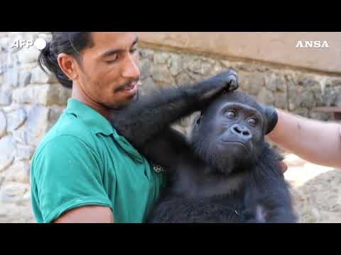 Un cucciolo di gorilla scoperto all’aeroporto di Istanbul e’ pronto a tornare in Nigeria