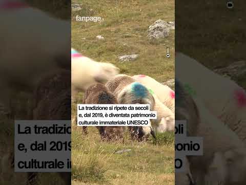 Il volo del drone sulla transumanza in Val Senales, patrimonio immateriale dell’UNESCO