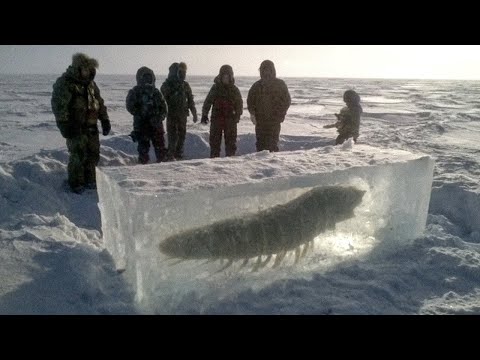 Scienziati Rianimano Creatura Congelata di 24.000 Anni