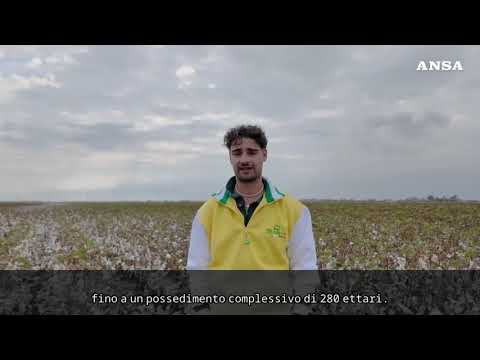 Partita nel Foggiano la raccolta del cotone 100% italiano