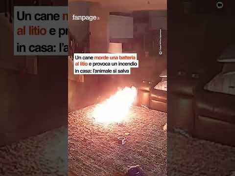 Un cane morde una batteria al litio e provoca un incendio in casa: l’animale si salva