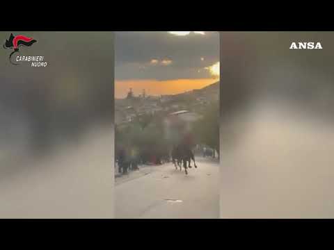 Corsa di cavalli per le vie di Orani: denunciati otto giovani