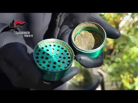 Scoperta una piantagione di marijuana nel Carso, un arresto