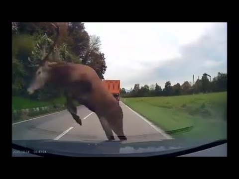 Veneto, cervo attraversa improvvisamente la strada fra camion e auto: impatto evitato per miracolo