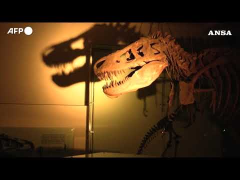 New York, notte al museo: i bambini dormono “con” i dinosauri