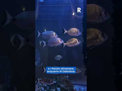 Un fossile vivente torna a nuotare nei fiumi della Romagna