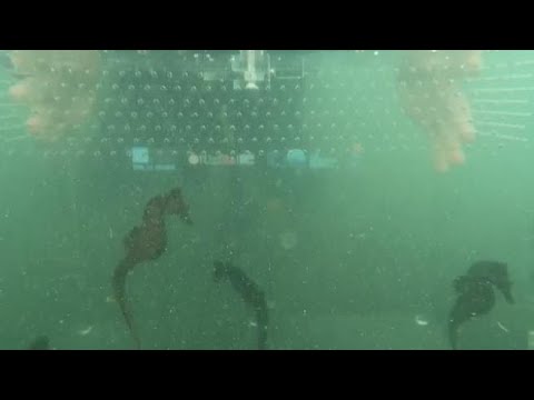 Sono stati liberati nelle acque protette del Mar Piccolo di Taranto