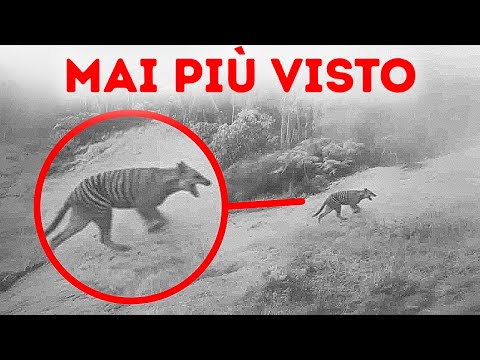 Gli Ultimi Incontri Registrati con Specie Estinte