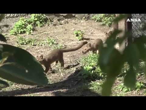 Allo zoo di Napoli nati quattro cuccioli di Fossa, i primi in Italia