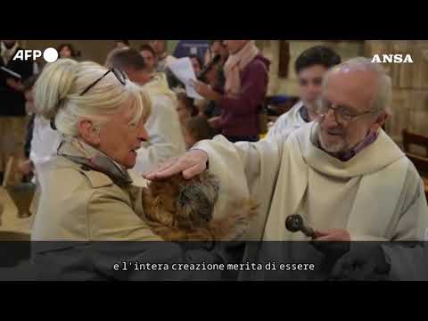Francia, una chiesa celebra una cerimonia di benedizione per gli animali domestici