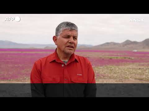 Il miracolo del “deserto fiorito” in Cile: l’Atacama si trasforma in un mare di colori