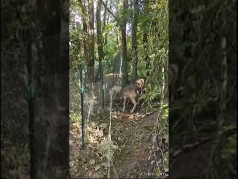 Castagneto Carducci, due daini intrappolati in un cavo elettrico #shorts #news