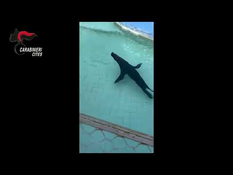 Verona, leone marino all’interno di un furgone: denunciato il proprietario