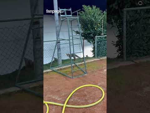 Una volpe entra in un campo da tennis e ruba le palline per giocarci
