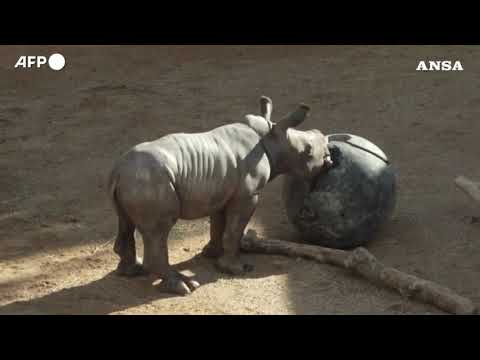 Valencia, un cucciolo di rinoceronte bianco meridionale e’ nato in uno zoo