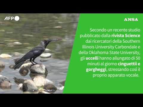 Ansa VERIFIED – L’aumento di illuminazione artificiale provoca danni a fauna, flora e uomini?