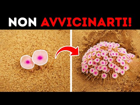 Tocca Queste Belle Piante E Sei Spacciato