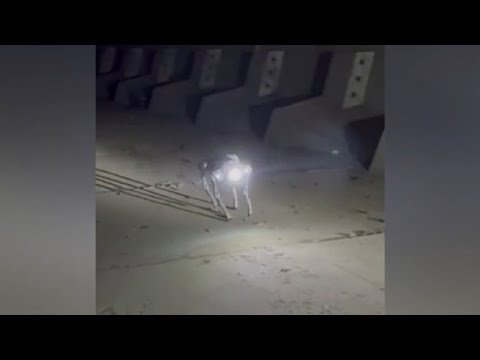 Olimpiadi Milano-Cortina, anche droni e cani robot per la sicurezza sull’autostrada A35 Brebemi