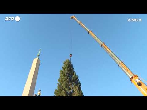 Innalzato l’albero di Natale a piazza S. Pietro: e’ alto 27 metri