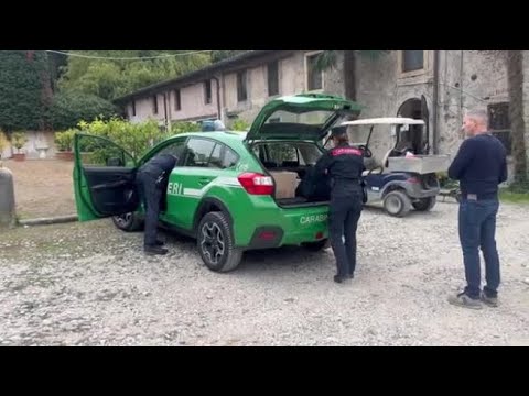 Verona, il Parco Natura Viva accoglie 21 tarantole sequestrate dai carabinieri