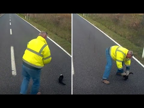 Gattino in difficoltà sull’Aurelia, il camionista si ferma per aiutarlo: il video del salvataggio