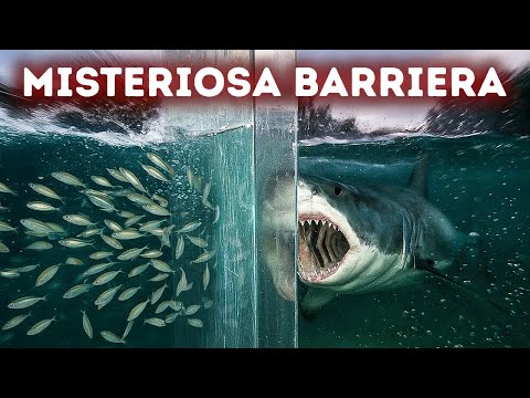 Gli animali si fermano a questo confine invisibile – ma perché?