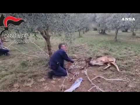 Daino impigliato in una recinzione, liberato da Forestale e Wild Umbria