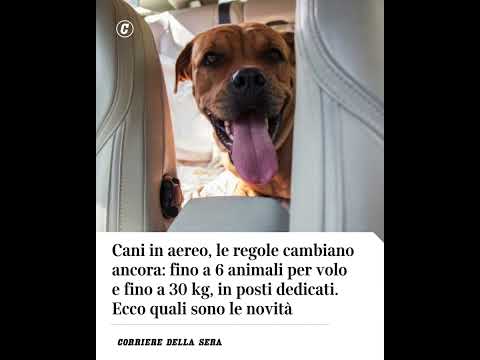 Cani in aereo, le regole cambiano ancora: fino a 6 animali per volo e fino a 30kg, in posti dedicati