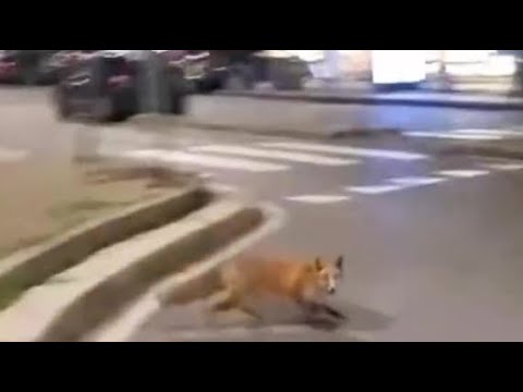 Una volpe in centro a Milano: il video ripreso all’alba