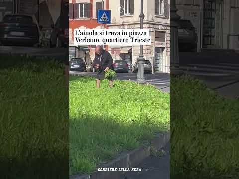 Roma, una signora raccoglie la cicoria da un’aiuola in centro: il video virale