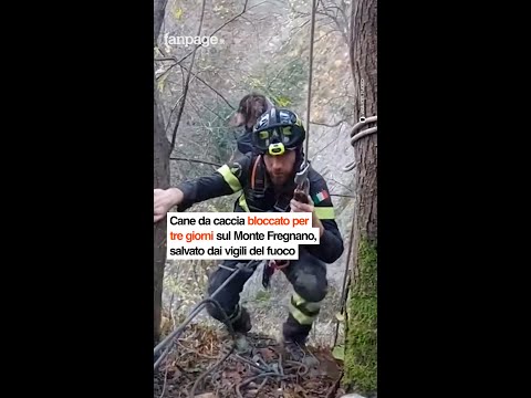 Cane da caccia bloccato per tre giorni sul Monte Fregnano, salvato dai vigili del fuoco