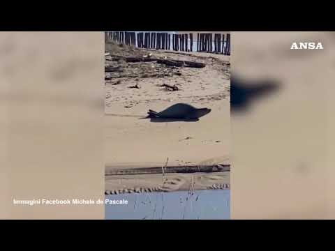 Raro esemplare di foca monaca avvistato nel Ravennate