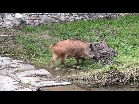La passeggiata del cinghiale lungo il torrente Terzolle