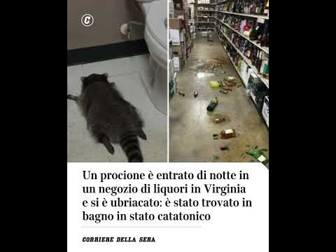Procione entra di notte in un negozio di liquori e si ubriaca: trovato in bagno in stato catatonico