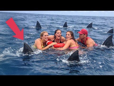 I delfini hanno formato un cerchio attorno a loro per un motivo terrificante