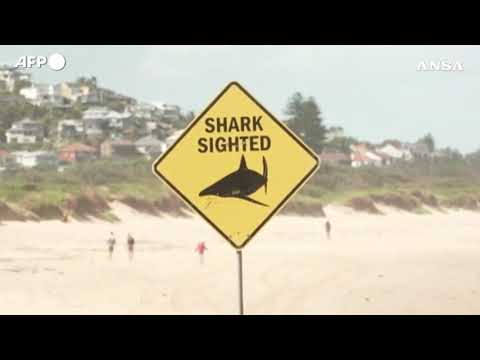 Allarme in Australia, spiagge chiuse dopo quattro attacchi di squali in 48 ore