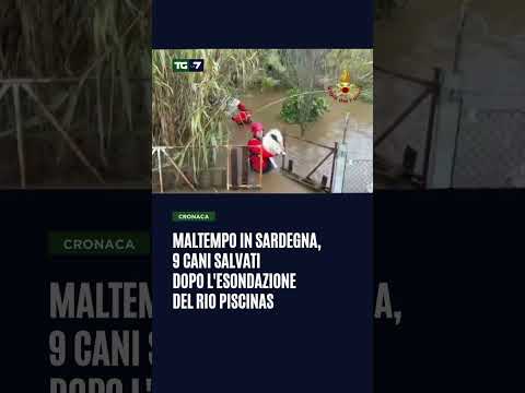 Maltempo in Sardegna, 9 cani salvati dopo l’esondazione del Rio Piscinas