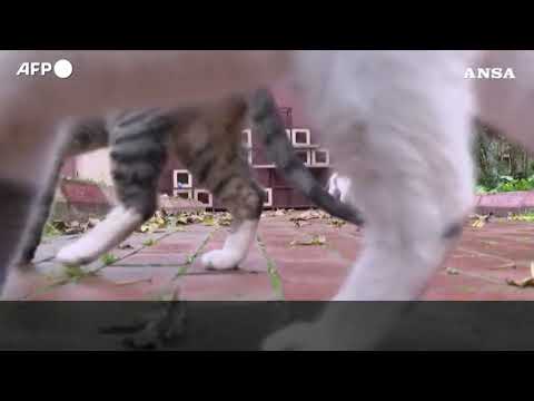 Turchia, la vita da “sultani” dei gatti randagi di Istanbul