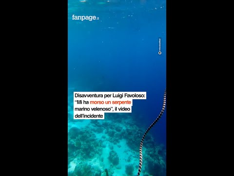 Disavventura per Luigi Favoloso: “Mi ha morso un serpente marino velenoso”, il video dell’incidente