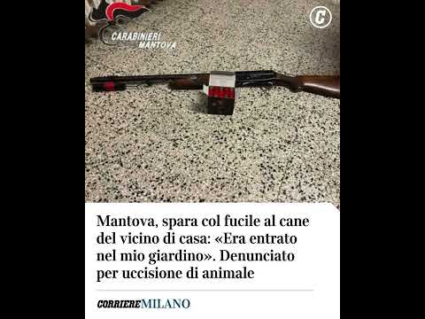 Mantova, spara col fucile al cane del vicino entrato nel suo giardino: denunciato #shorts #news