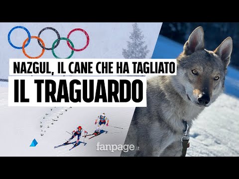 Nazgul, il cane simbolo delle Olimpiadi. I proprietari: “Quando lo abbiamo visto è salito il panico”