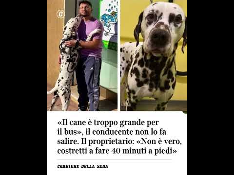 Cane troppo grande, sul bus non lo fanno salire. Il proprietario costretto a fare 40 minuti a piedi
